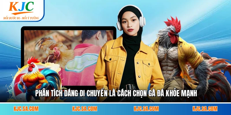 Phân tích dáng di chuyển là cách chọn gà đá khỏe mạnh